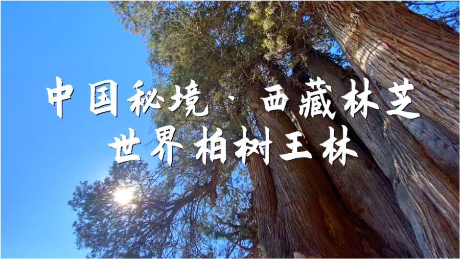 楼宇小管家,打造治理“梦工厂” 张江科学城东大门这样做社会治理